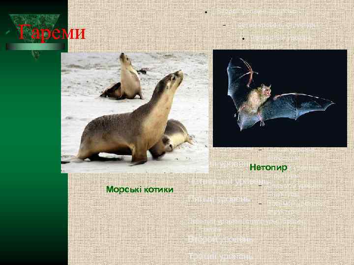  Гареми Второй уровень структуры Третий уровень структуры Четвёртый уровень структуры Пятый уровень структуры