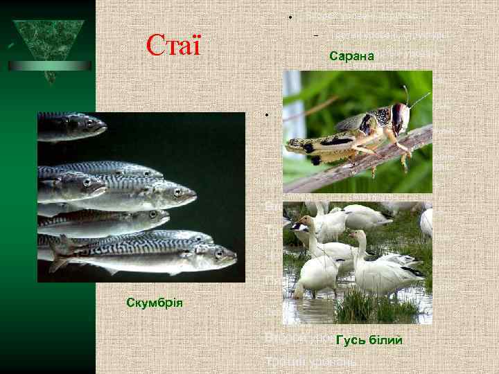  Стаї Второй уровень структуры Третий уровень структуры Четвёртый уровень Сарана структуры Пятый уровень