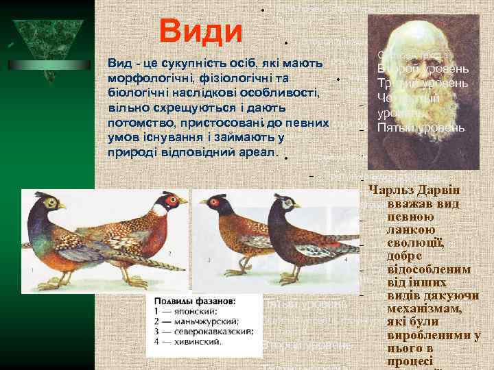 Види Для правки структуры щелкните мышью Второй уровень структуры Образец текста Вид - це