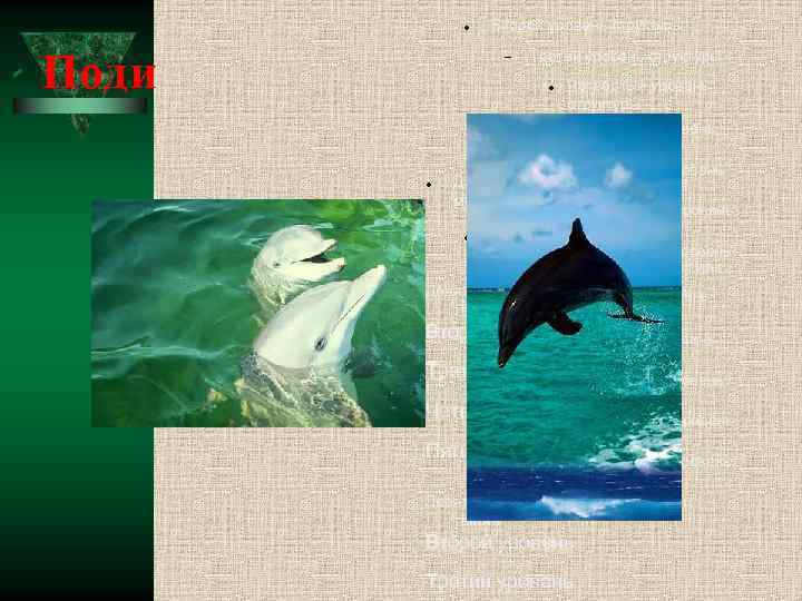  Поди Второй уровень структуры Третий уровень структуры Четвёртый уровень структуры Пятый уровень структуры