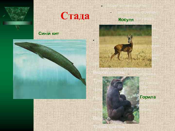  Стада Второй уровень структуры Третий уровень структуры Четвёртый уровень Косуля структуры Пятый уровень