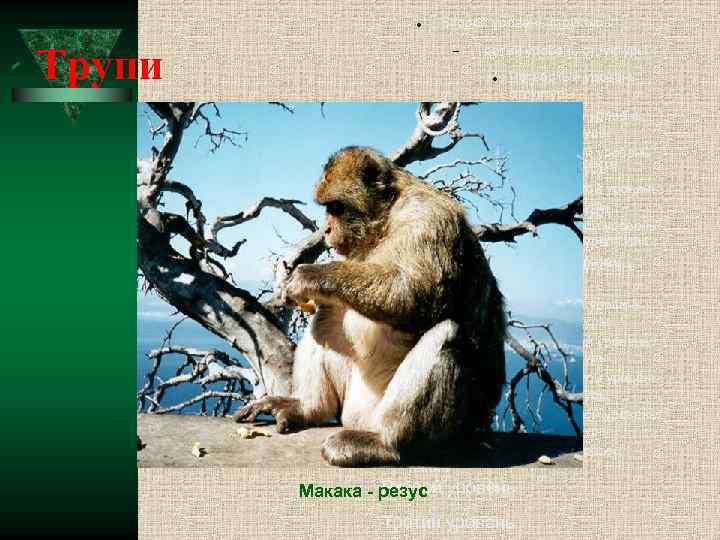  Трупи Второй уровень структуры Третий уровень структуры Четвёртый уровень структуры Пятый уровень структуры