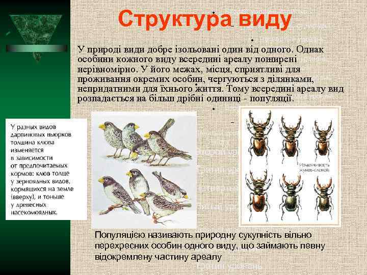 Структура виду Второй уровень структуры Третий уровень структуры Четвёртый уровень структуры У природі види