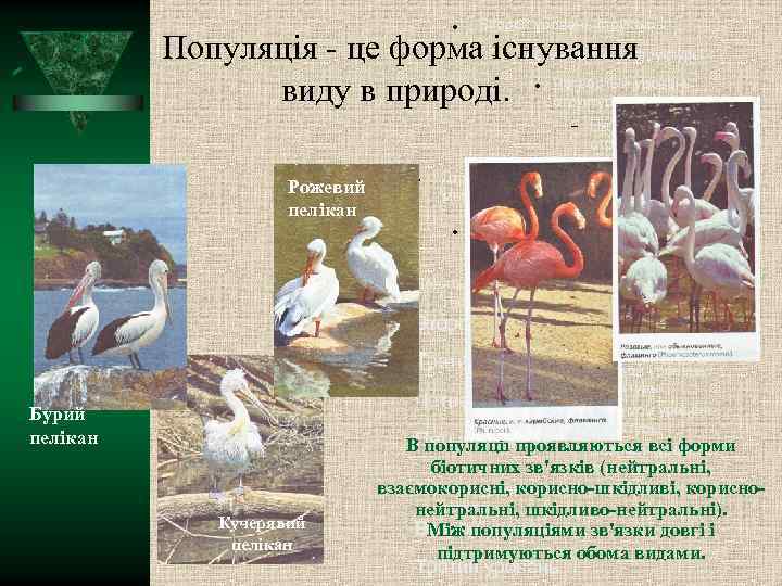  Второй уровень структуры Популяція - це форма існування Третий уровень структуры виду в