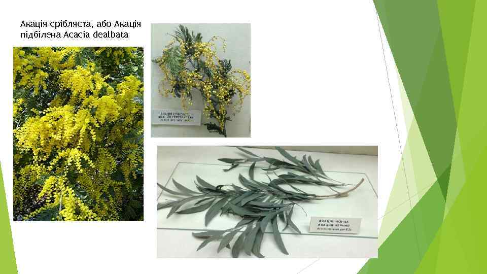 Акація срібляста, або Акація підбілена Acacia dealbata 