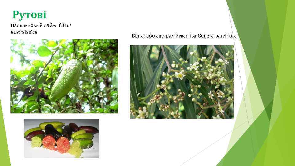 Рутові Пальчиковый лайм Citrus australasica Вілга, або австралійская іва Geijera parviflora 