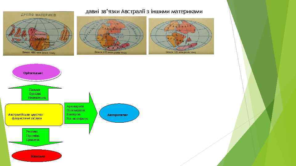 давні зв’язки Австралії з іншими материками Оріентальне Пальми Орхіідні Непентесові Австралійське царство флористичні зв’язки