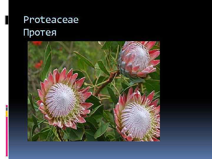 Proteaceae Протея 