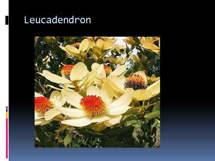 Leucadendron 
