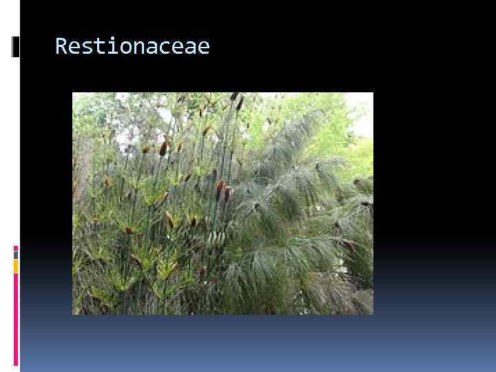 Restionaceae 