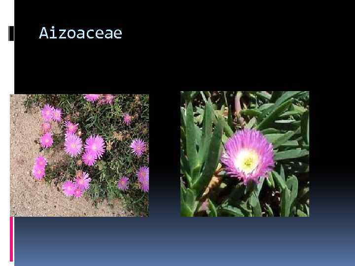 Aizoaceae 
