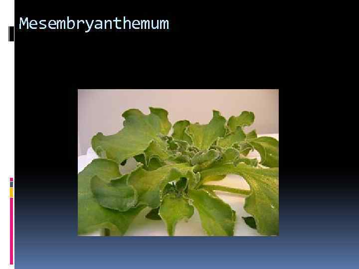 Mesembryanthemum 
