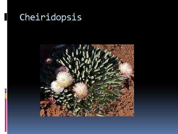 Cheiridopsis 