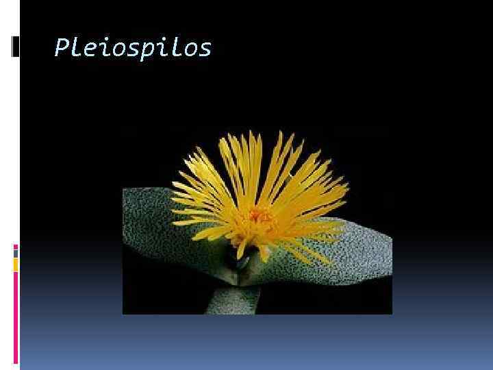 Pleiospilos 