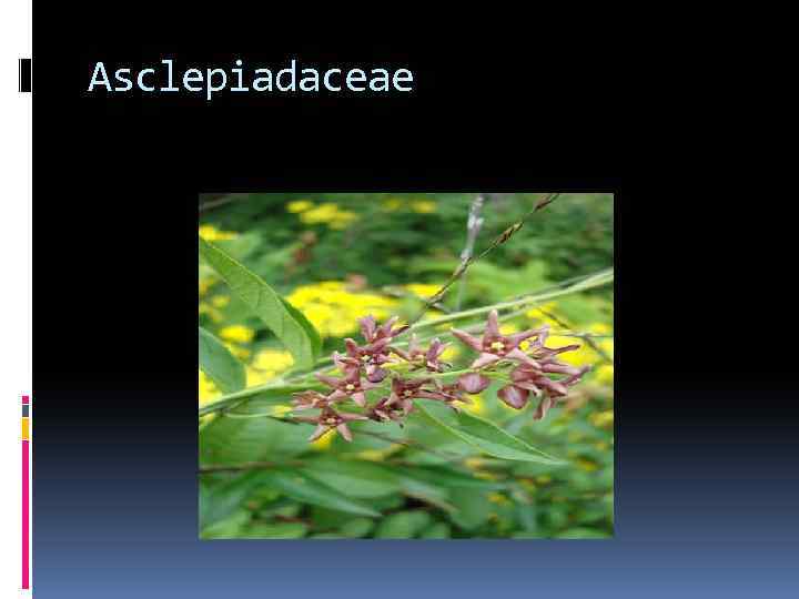 Asclepiadaceae 