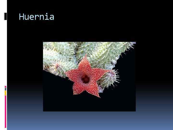 Huernia 