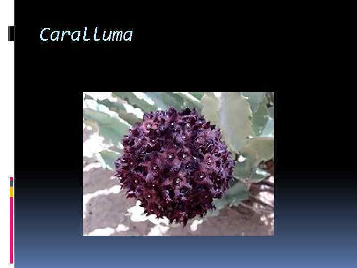 Caralluma 