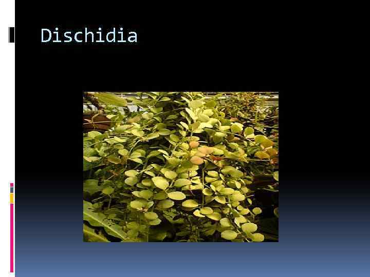 Dischidia 