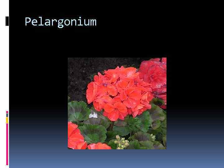 Pelargonium 