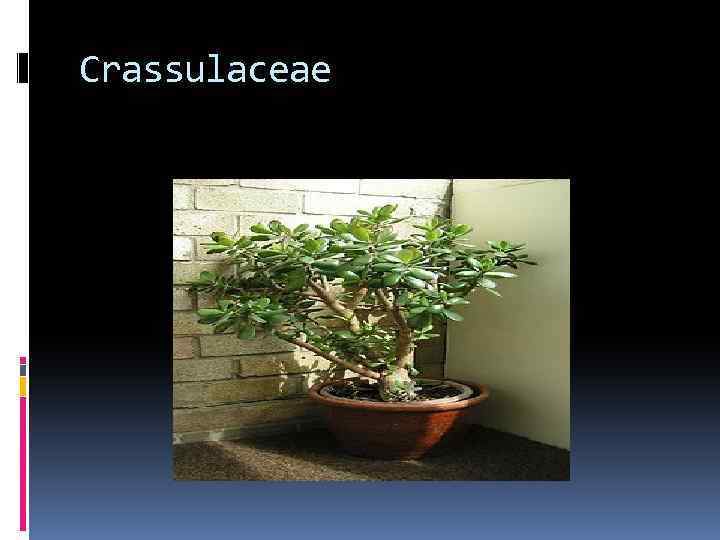Crassulaceae 
