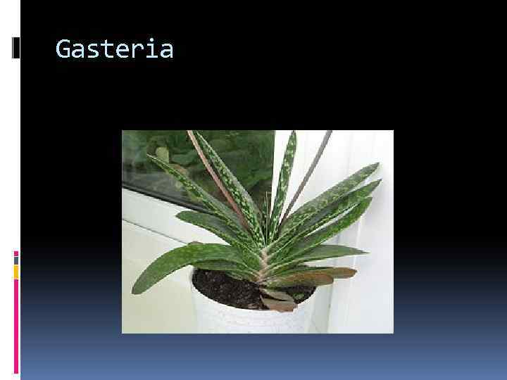 Gasteria 