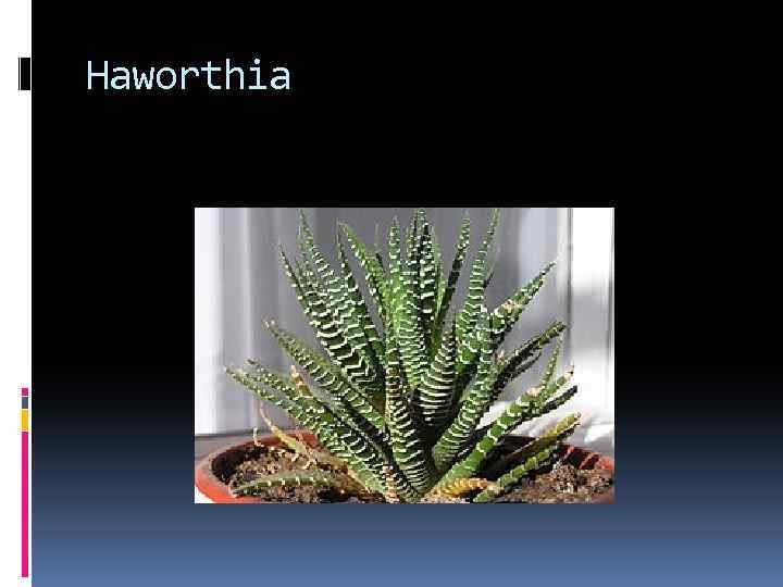 Haworthia 