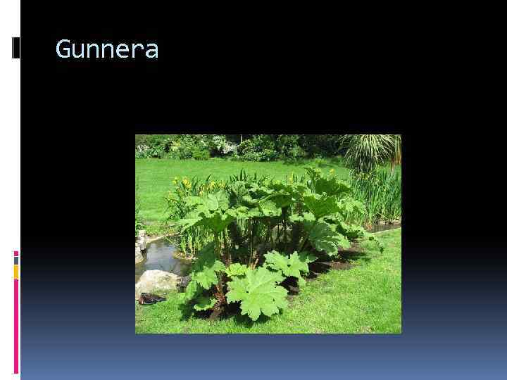 Gunnera 