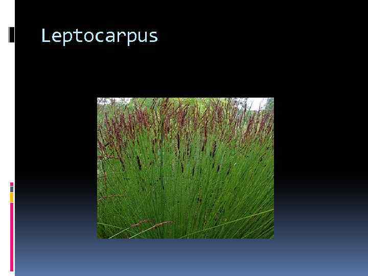 Leptocarpus 