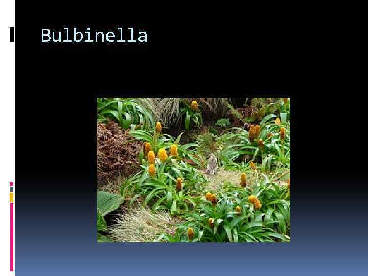 Bulbinella 