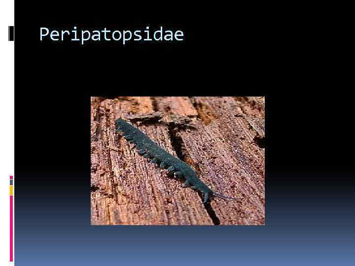 Peripatopsidae 