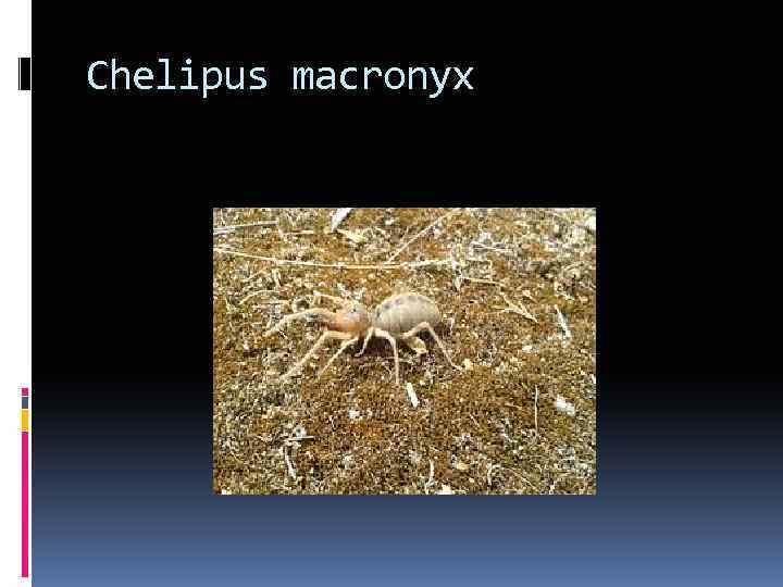 Chelipus macronyx 