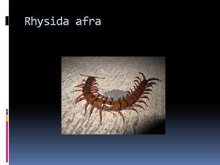 Rhysida afra 