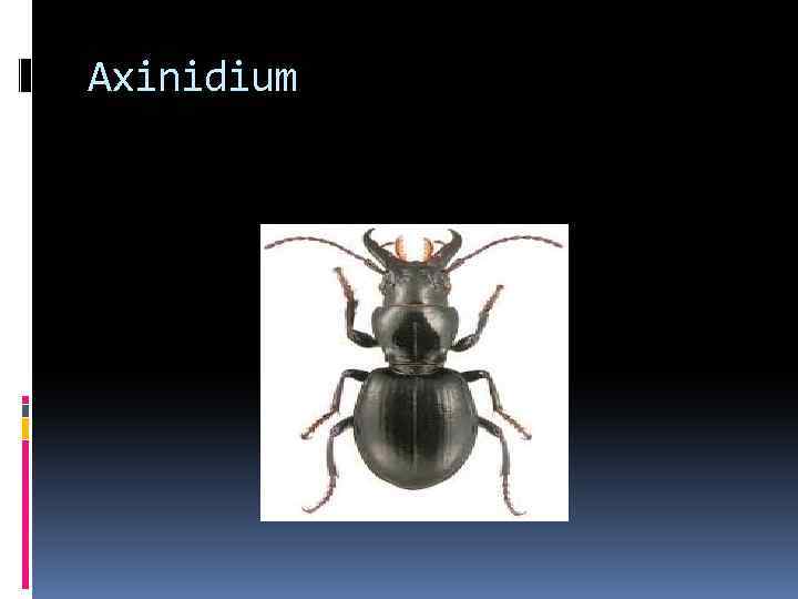 Axinidium 