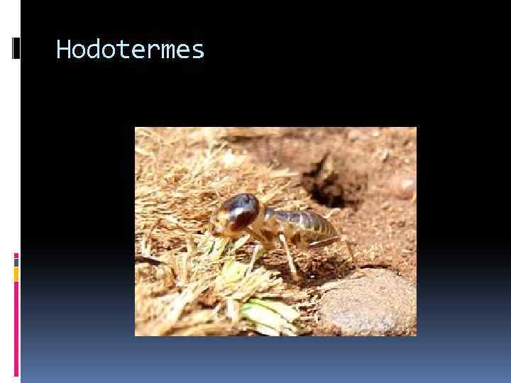 Hodotermes 