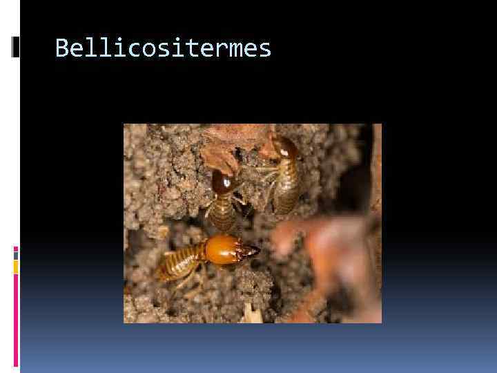 Bellicositermes 