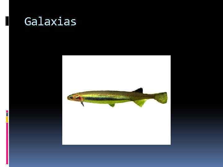 Galaxias 