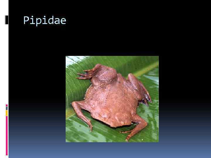 Pipidae 