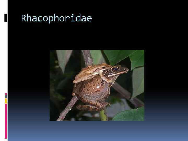 Rhacophoridae 