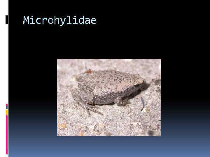 Microhylidae 