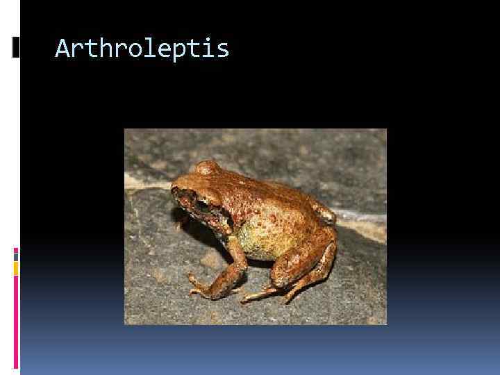 Arthroleptis 