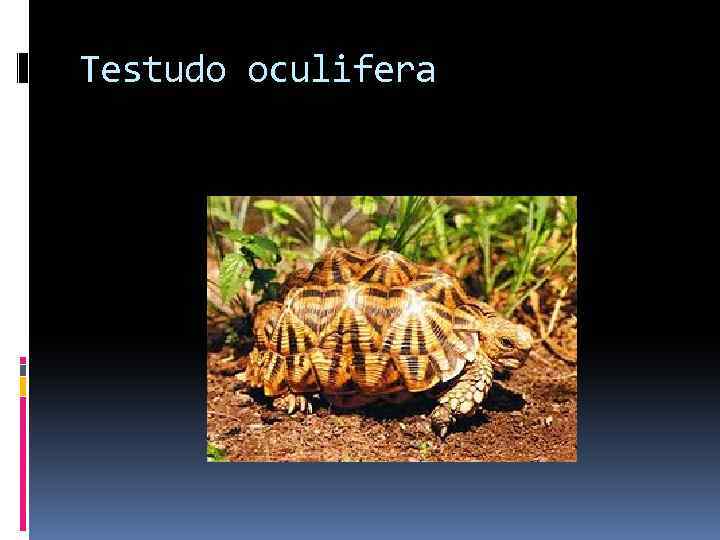 Testudo oculifera 