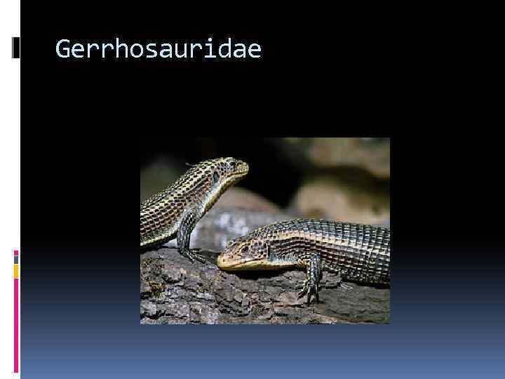 Gerrhosauridae 