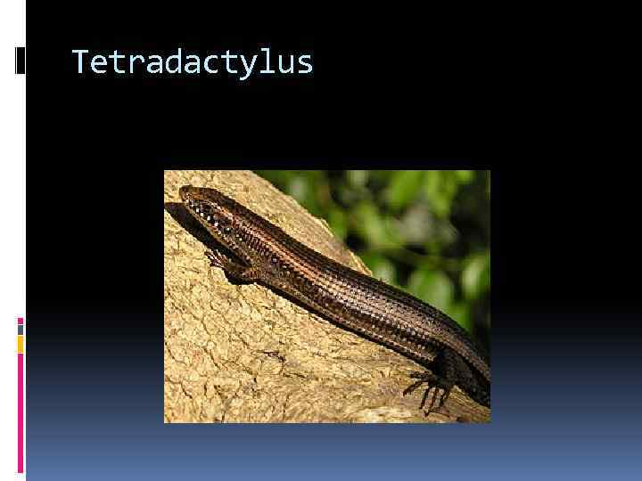 Tetradactylus 