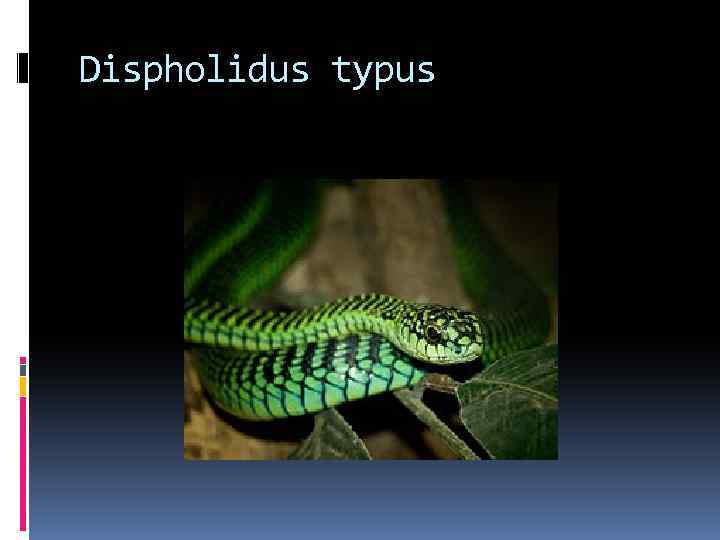 Dispholidus typus 