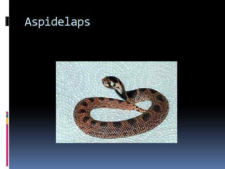 Aspidelaps 