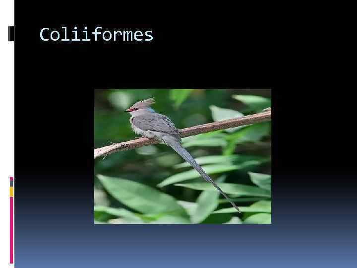 Coliiformes 