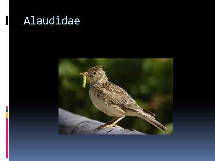 Alaudidae 