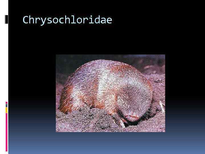 Chrysochloridae 