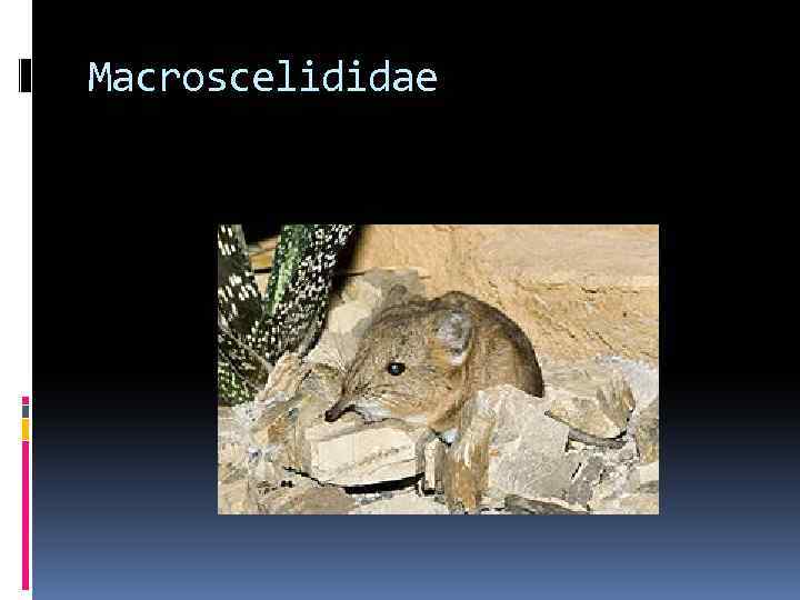 Macroscelididae 
