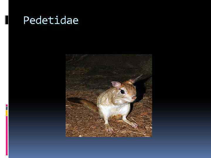 Pedetidae 